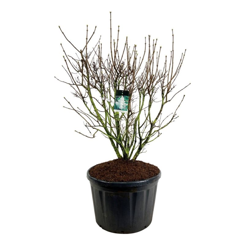 Syringa v. 'Mme Lemoine'.