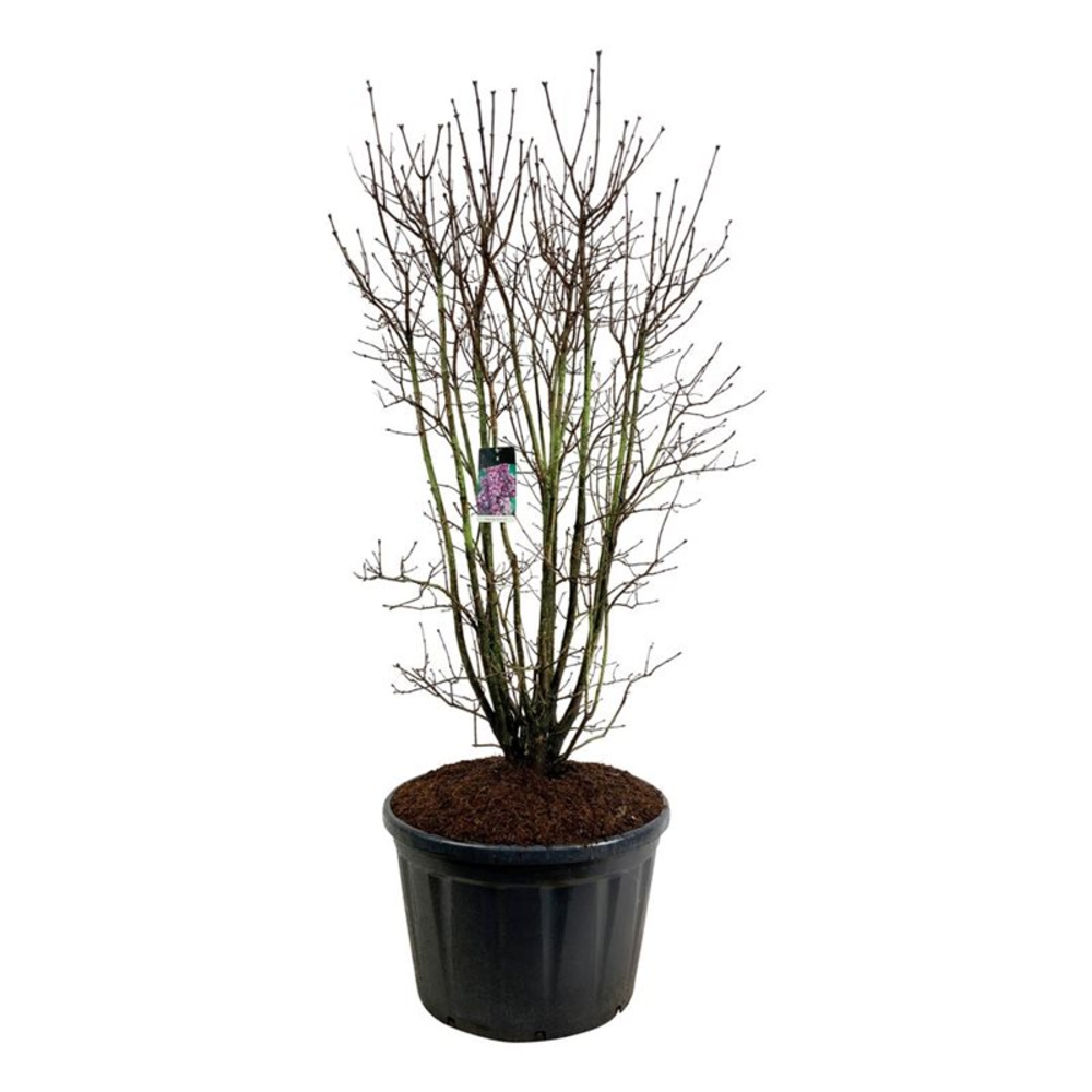 Syringa v. 'Charles Joly'.
