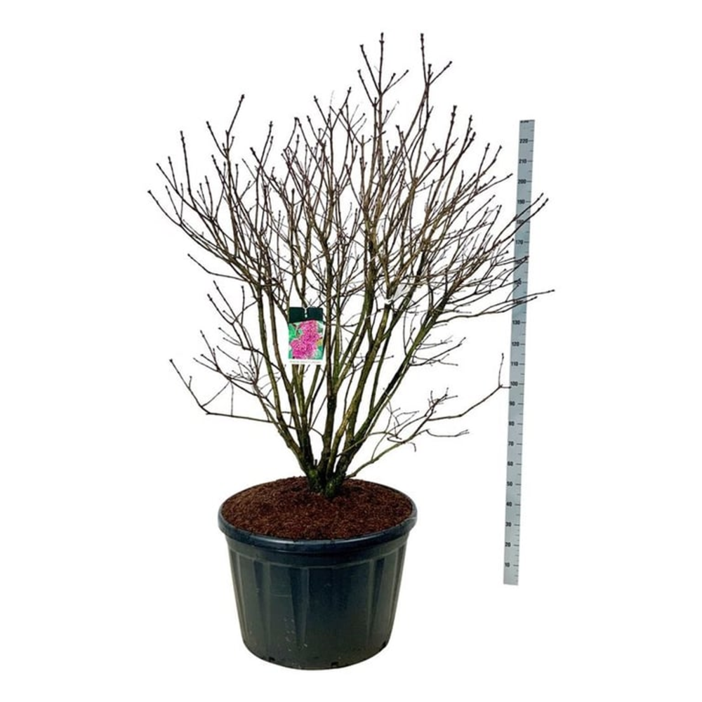 Syringa v. 'And. an Ludwig Späth'.