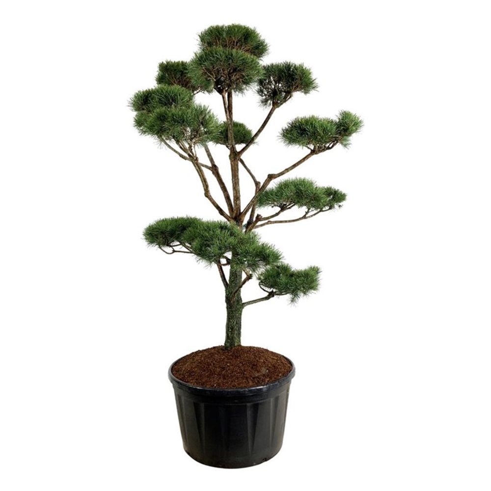 Pinus sylvestris.