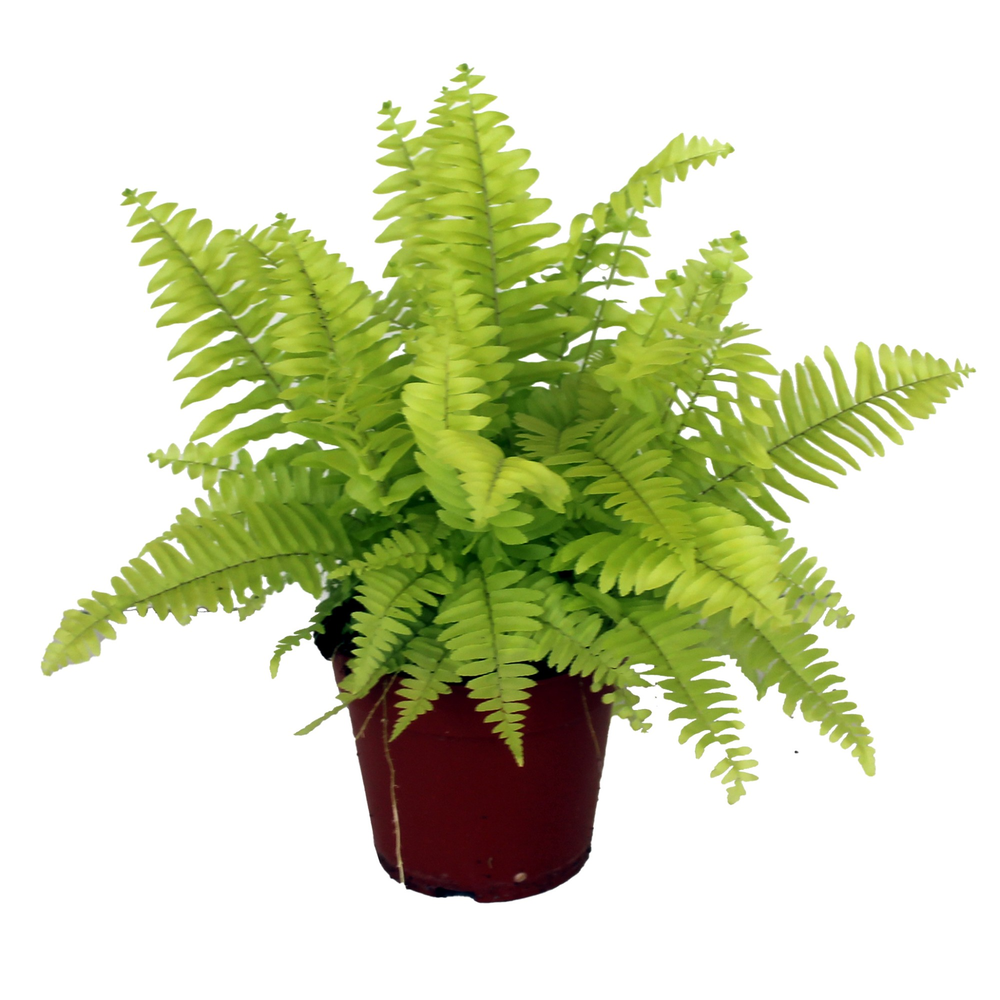 Nephrolepis Blonde GEEN hoes.