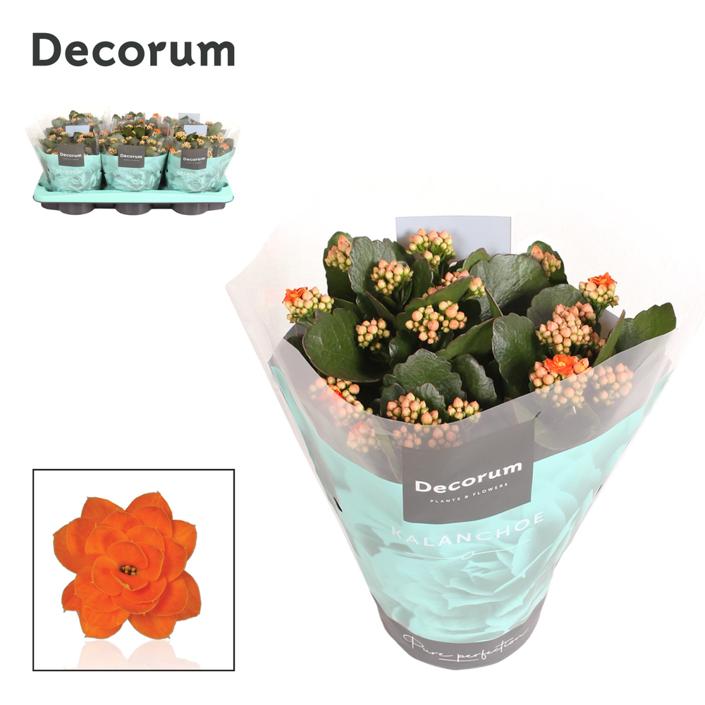 Kalanchoe Decorum - Orange.