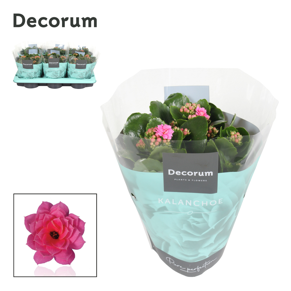 Kalanchoe Decorum - Pink.
