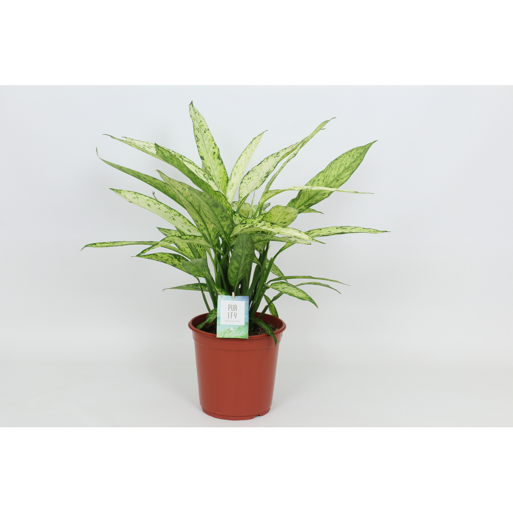 Purify Dieffenbachia Vesuvius 24 cm.