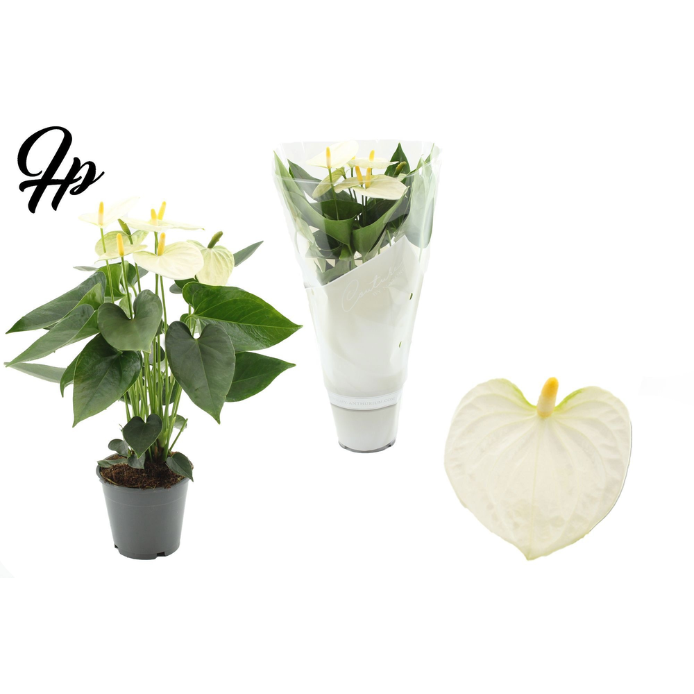 Anthurium 12 cm Cocos in Couture sleeve.