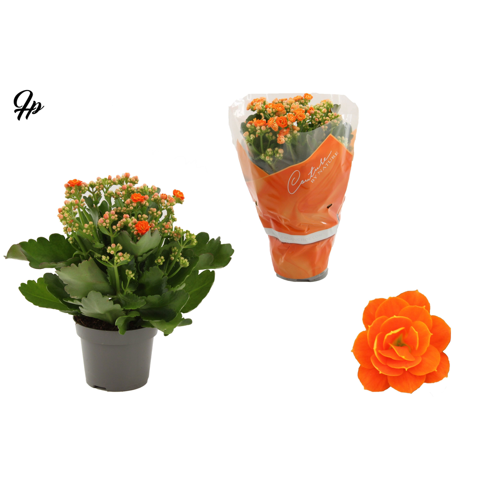 Kalanchoë Perfecta Orange in Couture sleeve orange.