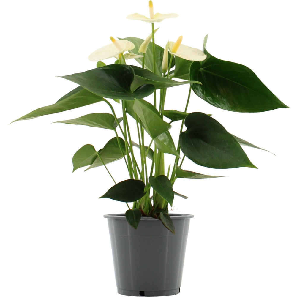 Anthurium Cocos in transparant sleeve.