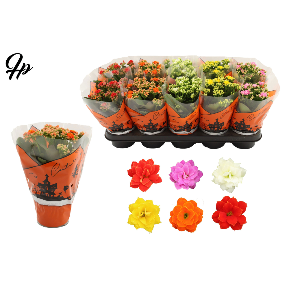 Kalanchoë 5 color mix in Couture Halloween sleeve.
