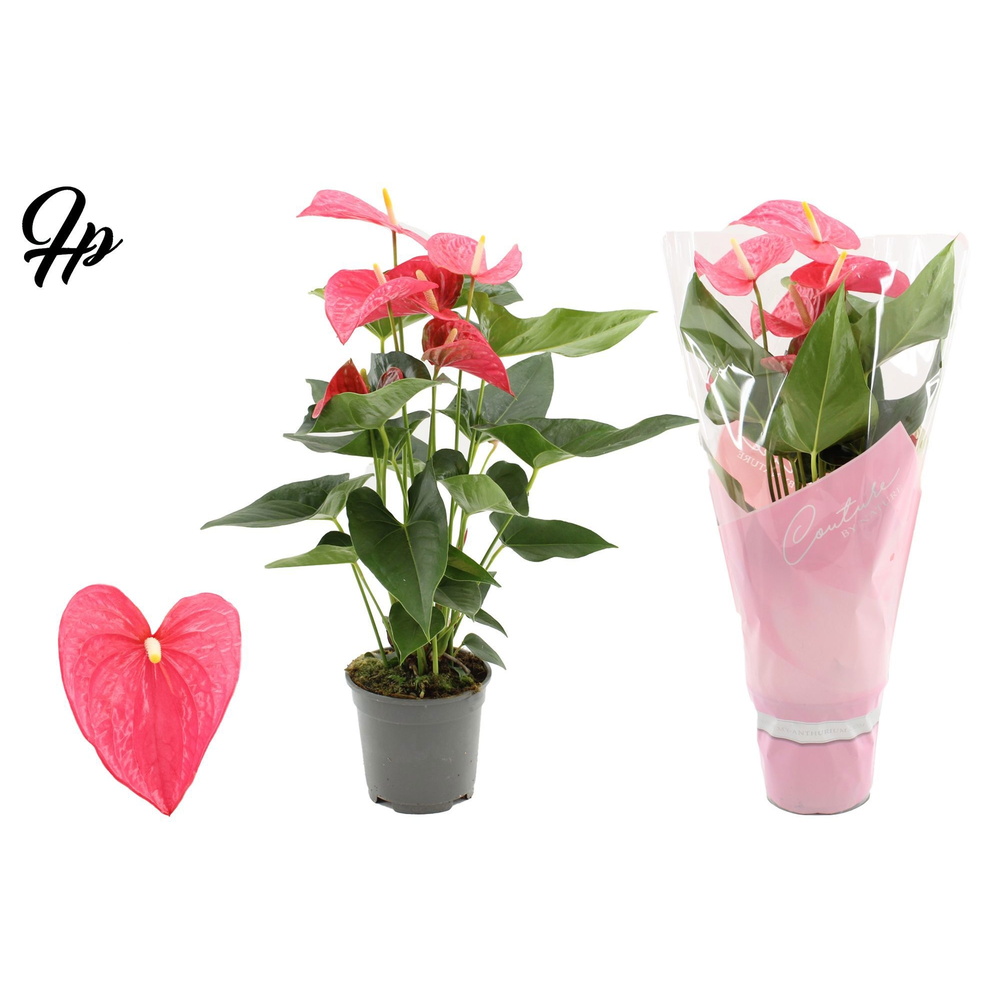 Anthurium Maine in Couture sleeve.