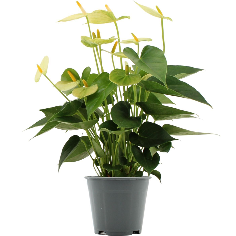 Anthurium Vanilla in Transparant sleeve.