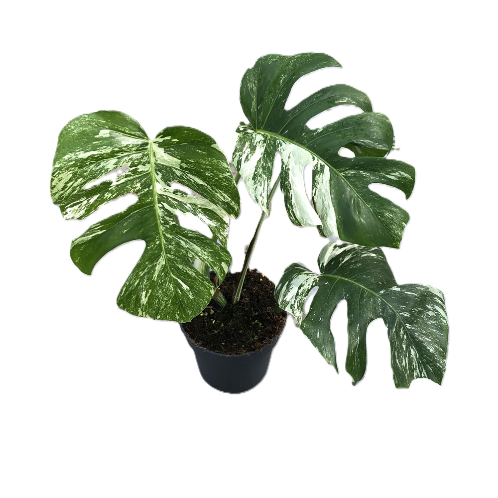 Monstera deliciosa "variegata" p17 medium bont.