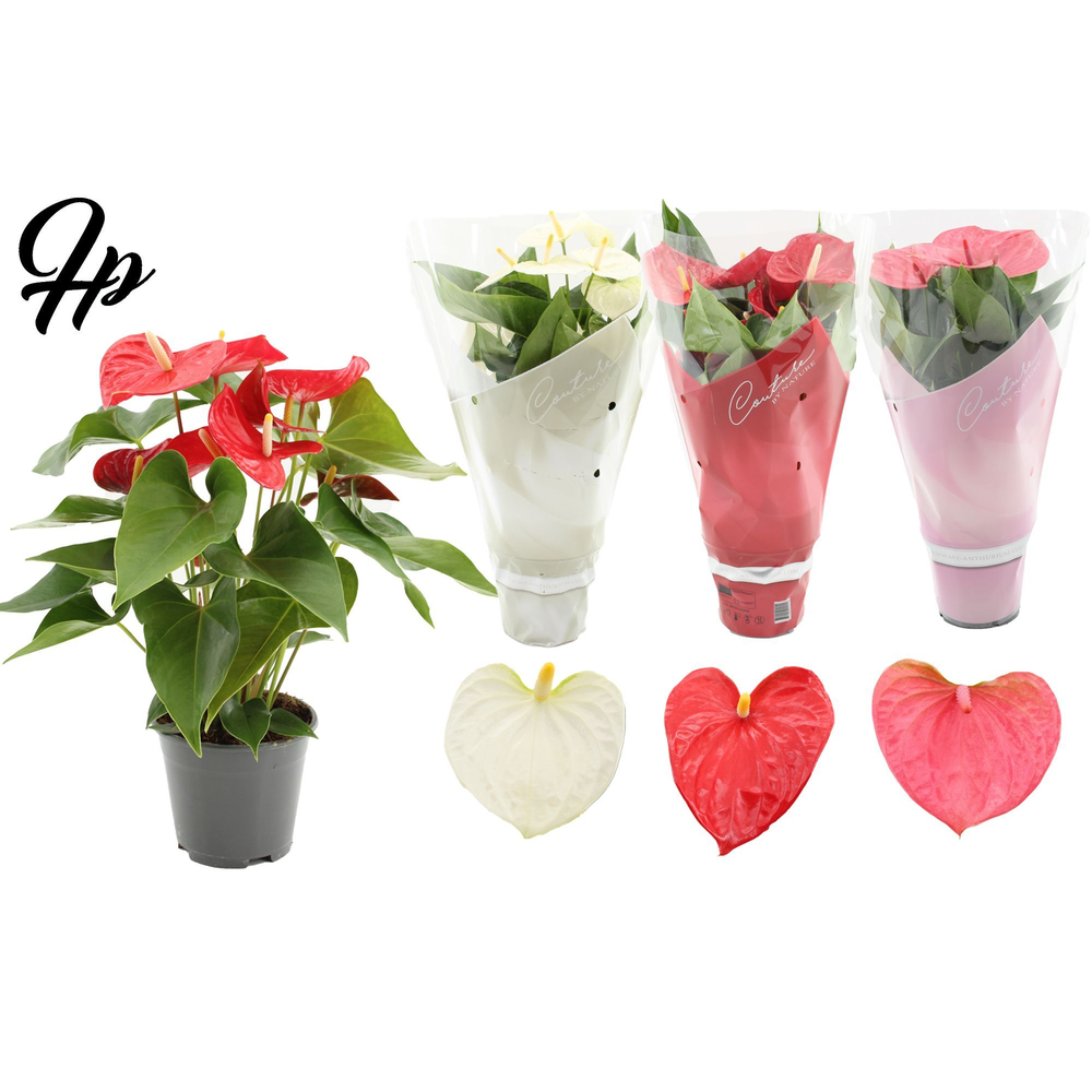 Anthurium 3 color mix in Couture sleeve.
