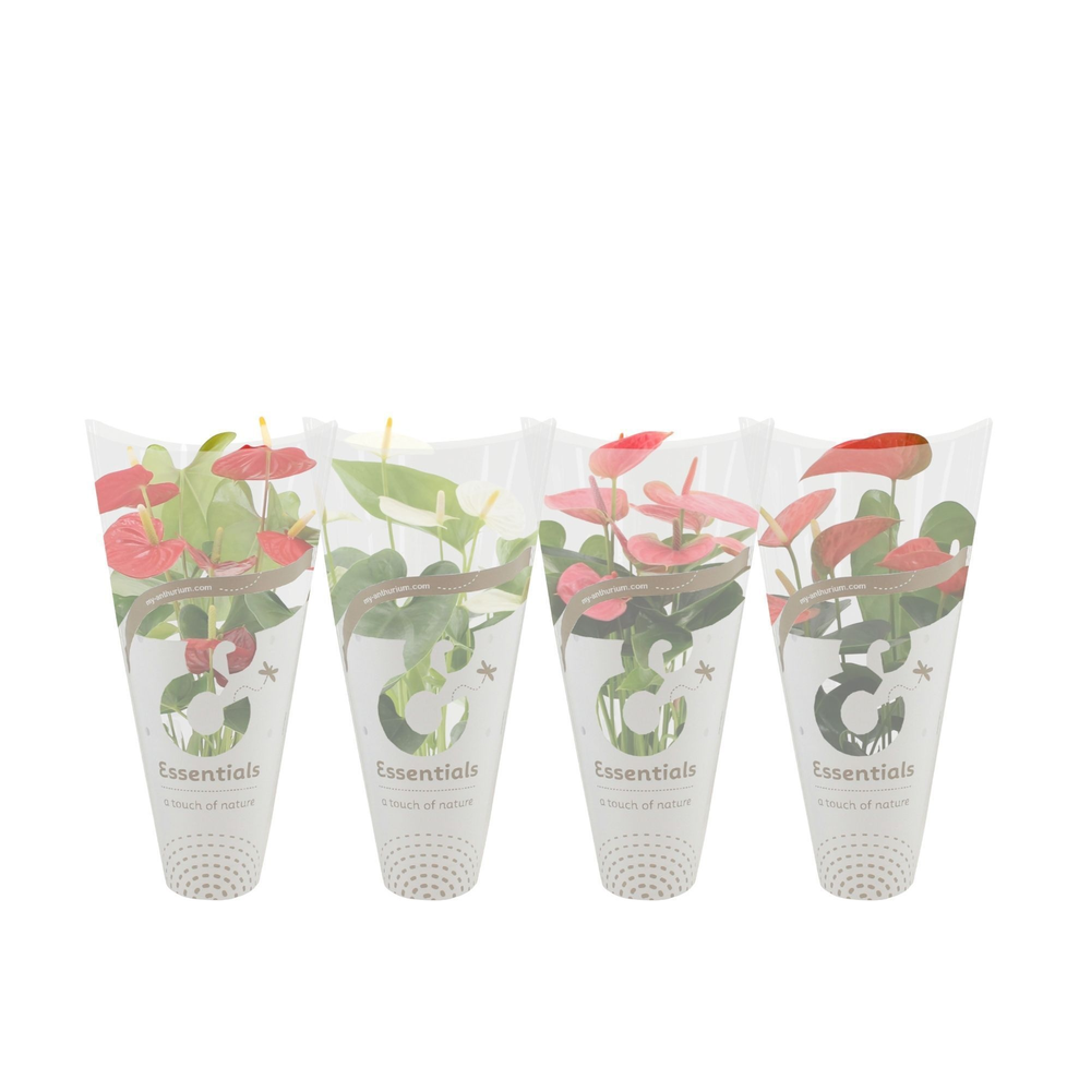 Anthurium 4 color mix in Essentials sleeve.