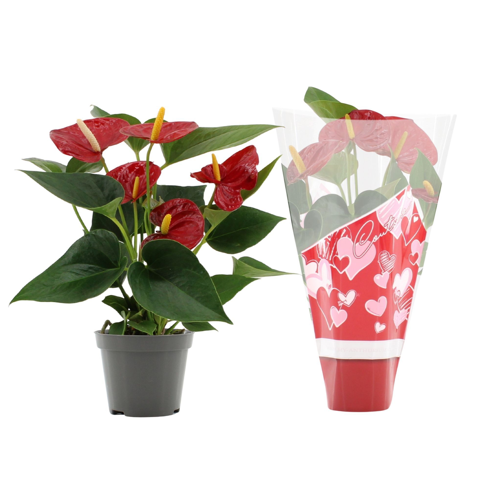 Anthurium Diamond Red in Couture heart sleeve.