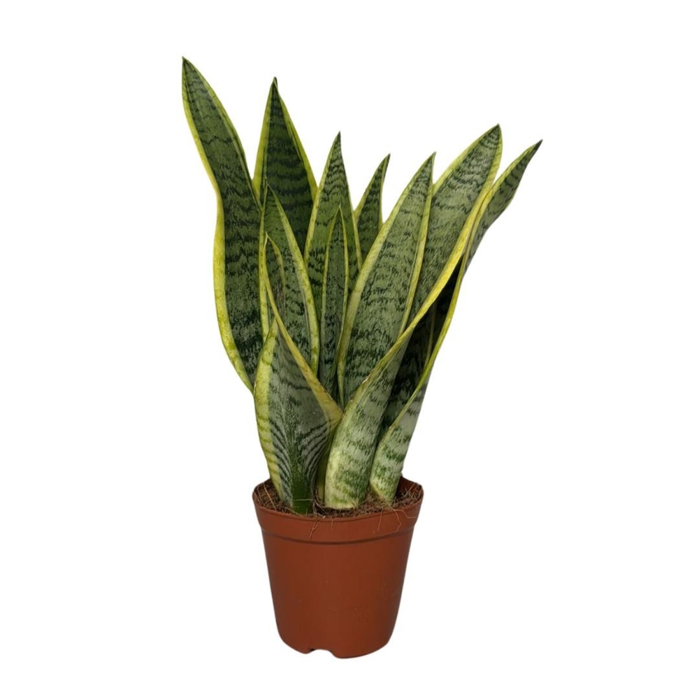 Sansevieria laurentii.