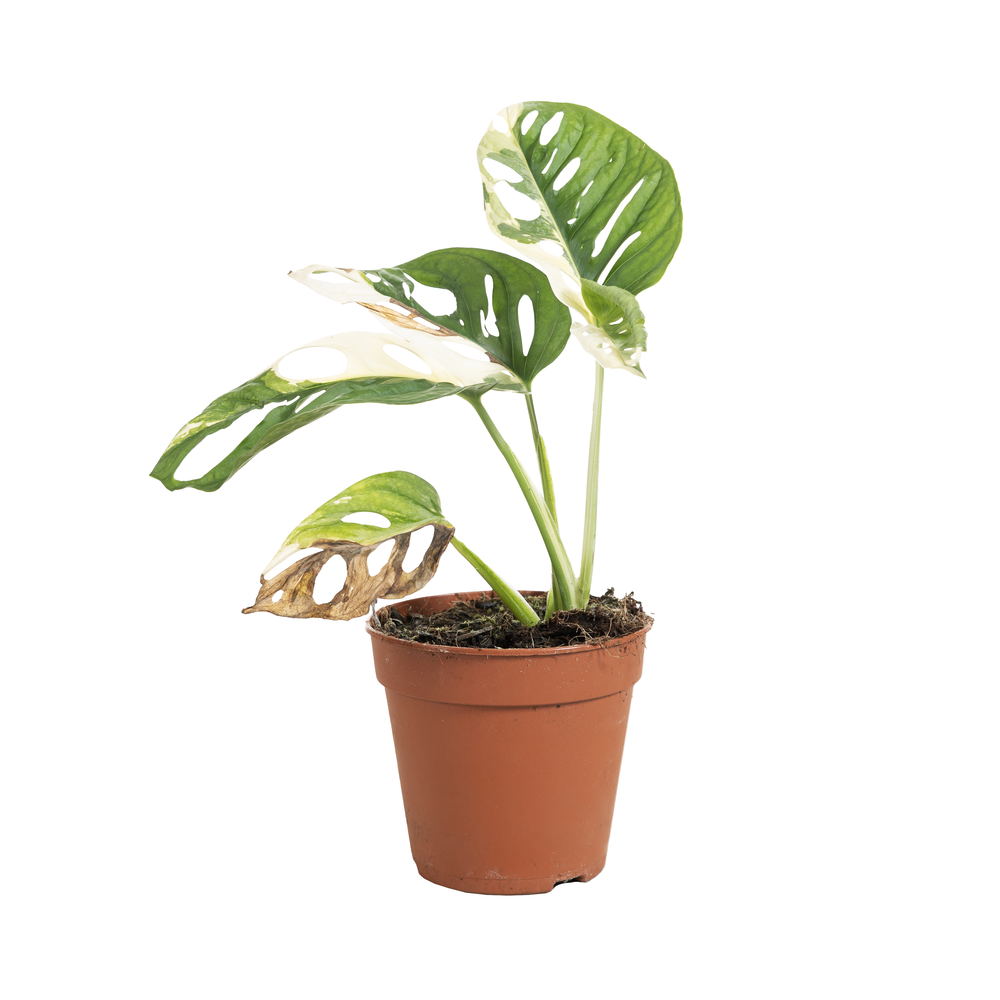 Monstera Adansonii Variegata B.