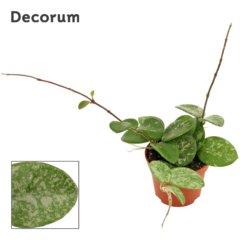 Hoya 6 cm Mathilde splash Decorum.