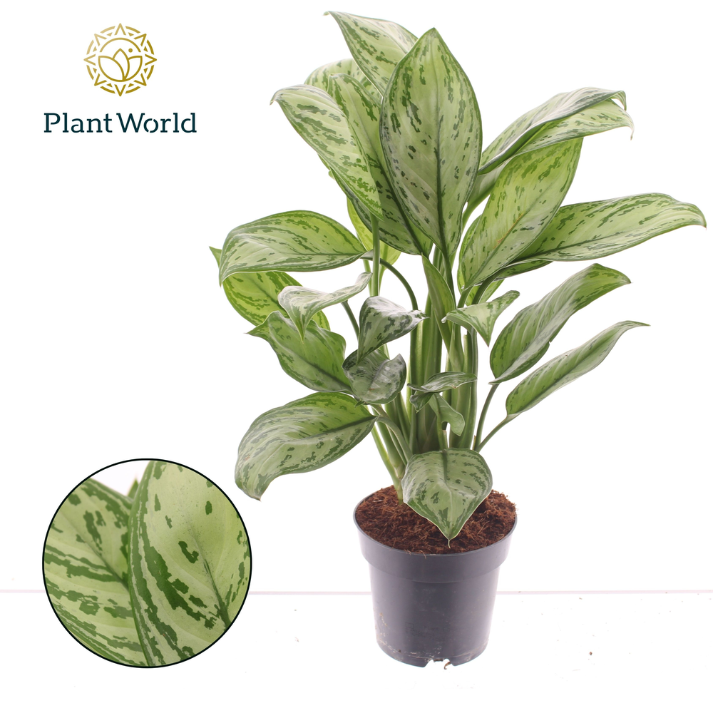 Aglaonema Maria Christina.
