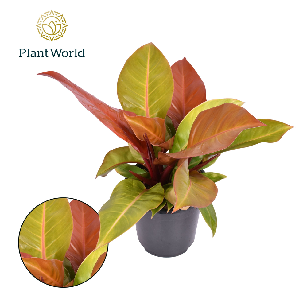Philodendron Prince of Orange.