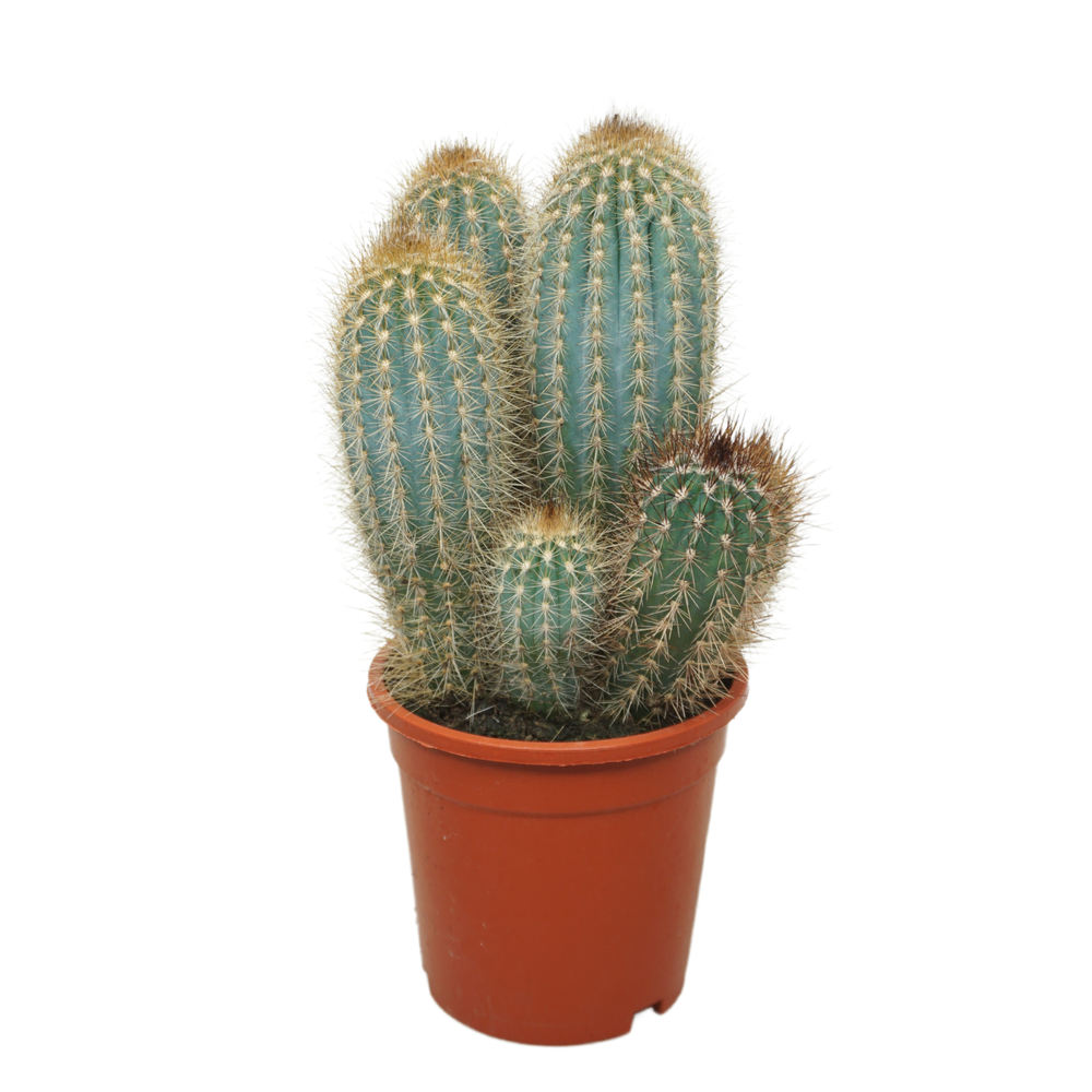 Pilosocereus braunii groep 17 cm.