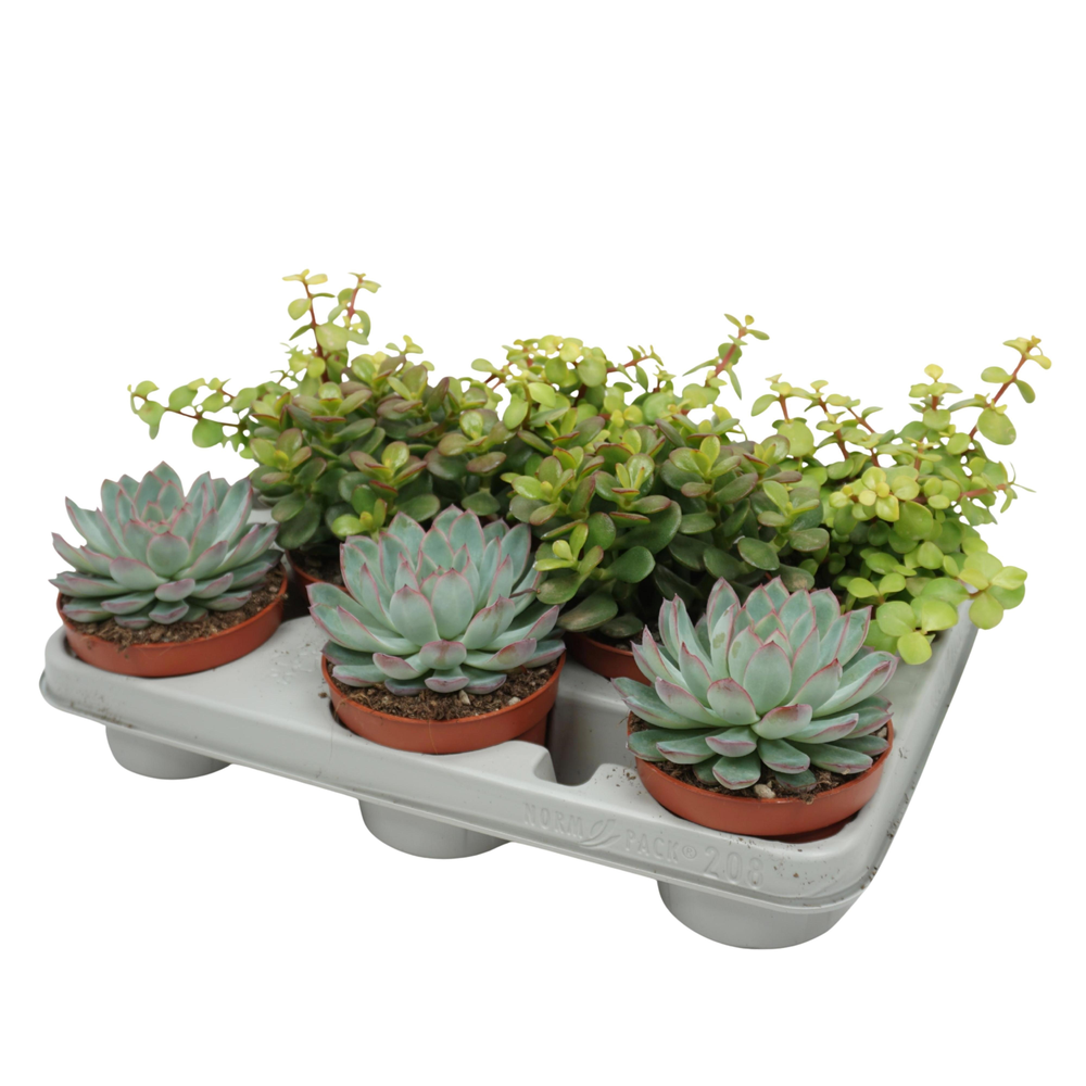 Succulenten mix 10,5 cm in 8 gaats tray.