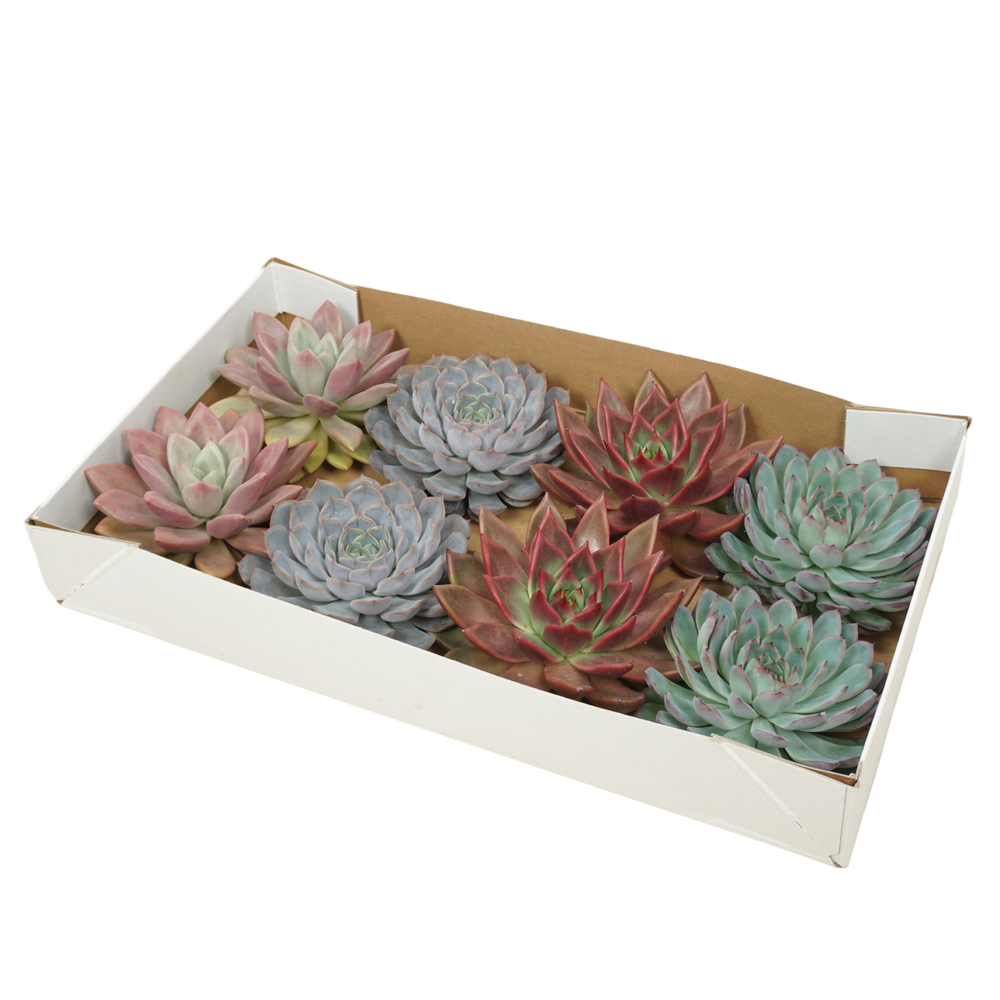 Gesneden Echeveria mix 13-14 cm (Zonder deksel).