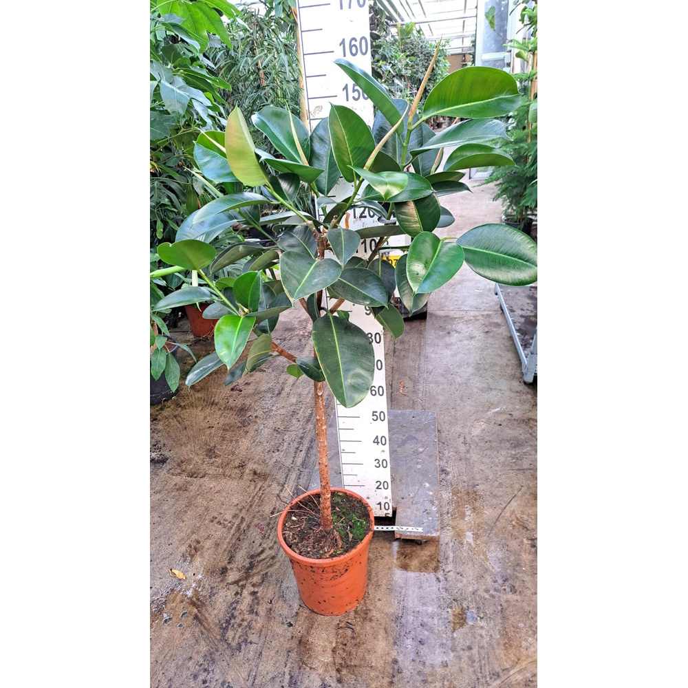 Robusta stam 150.