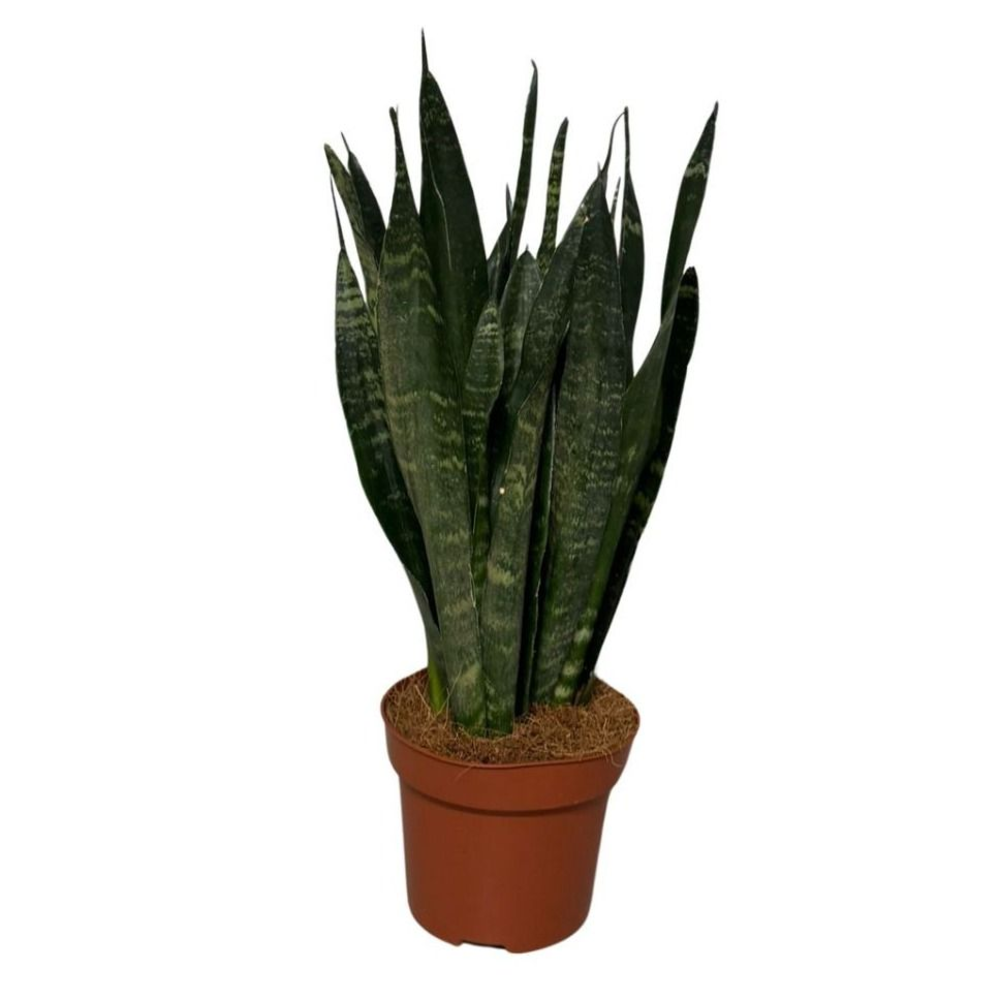 sansevieria black coral.