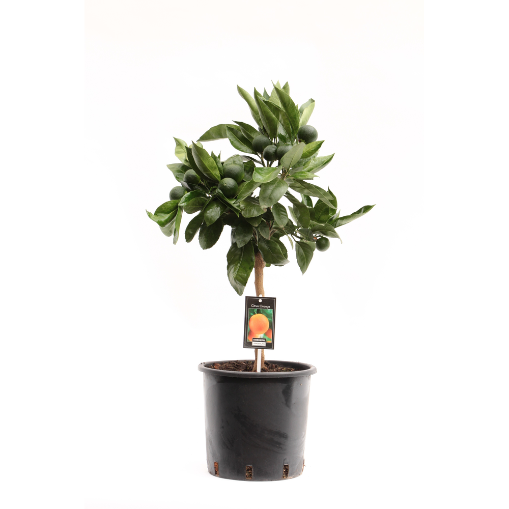 Arcobal Orange.