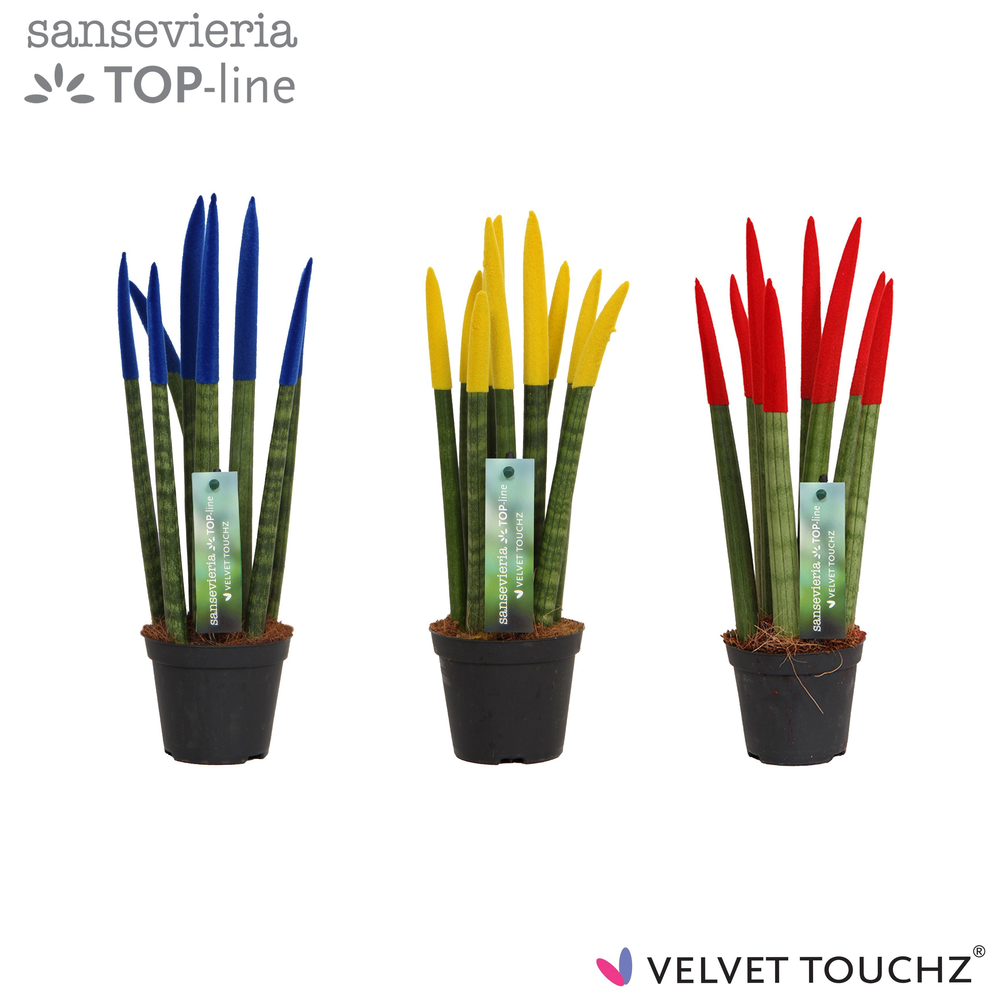 Sansevieria VELVET TOUCHZ® Roemenië.