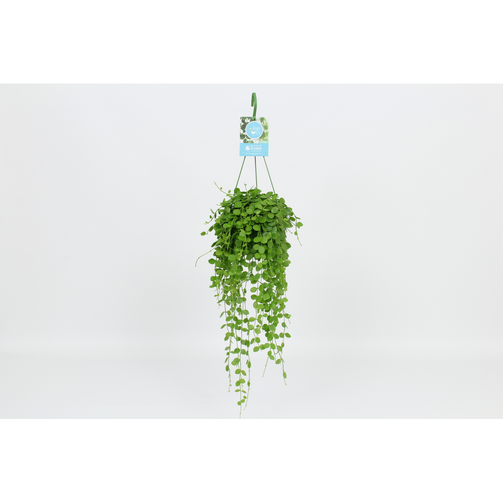 Hangongreen Dischidia Nummularia 14 cm.