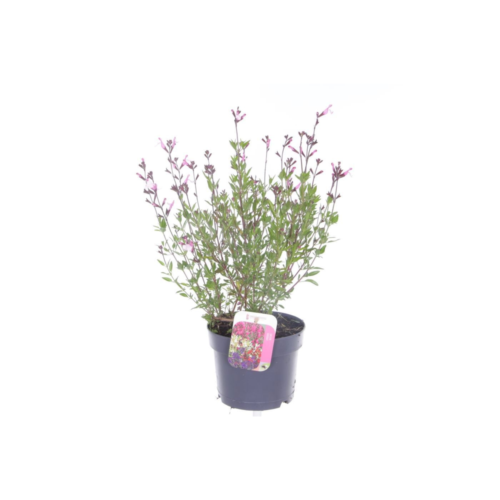 Salvia greggii Joy.