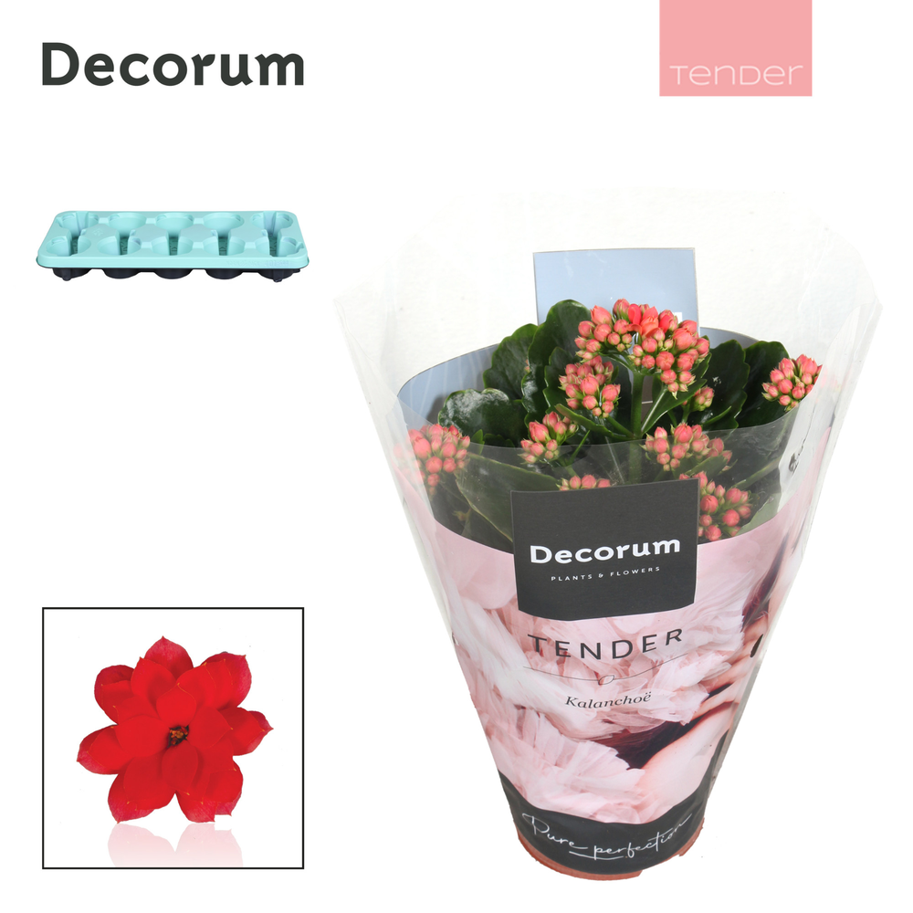 Kalanchoe Decorum TENDER - Serenity Light Red.