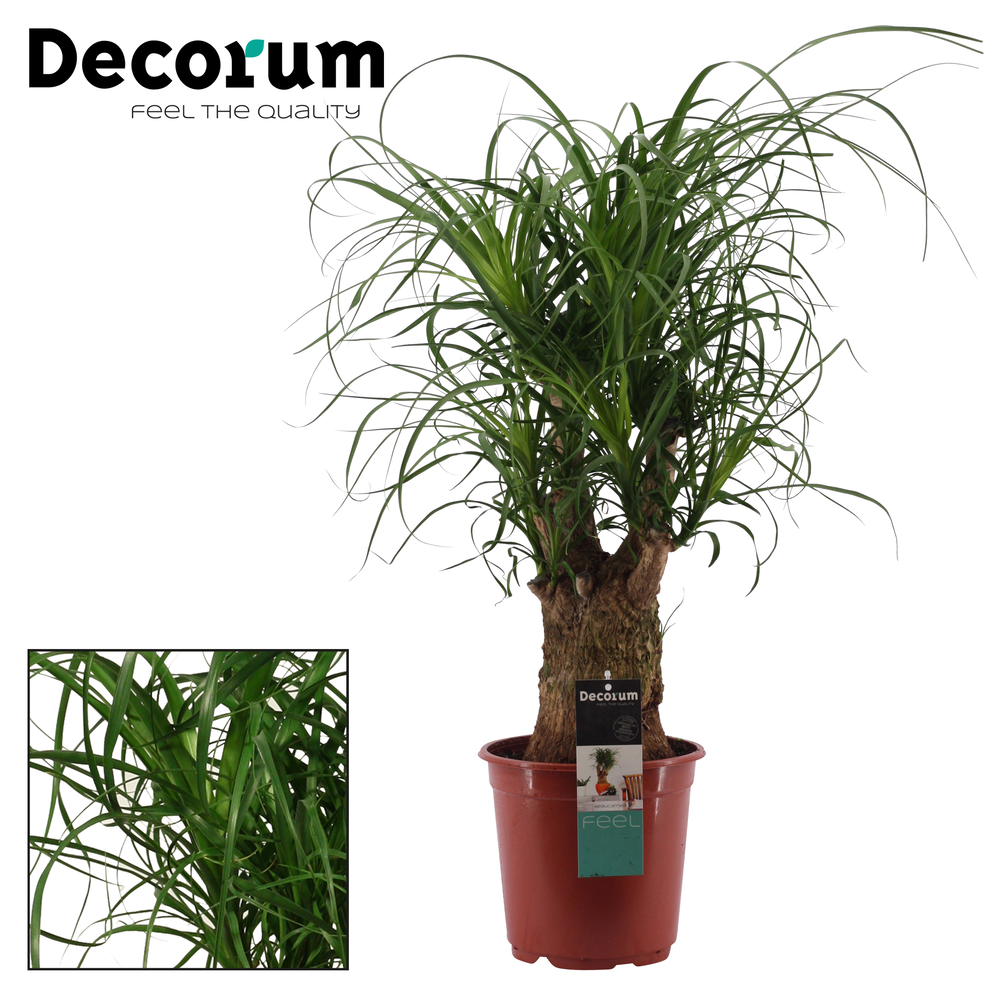 Beaucarnea vertakt 21 cm (Decorum).