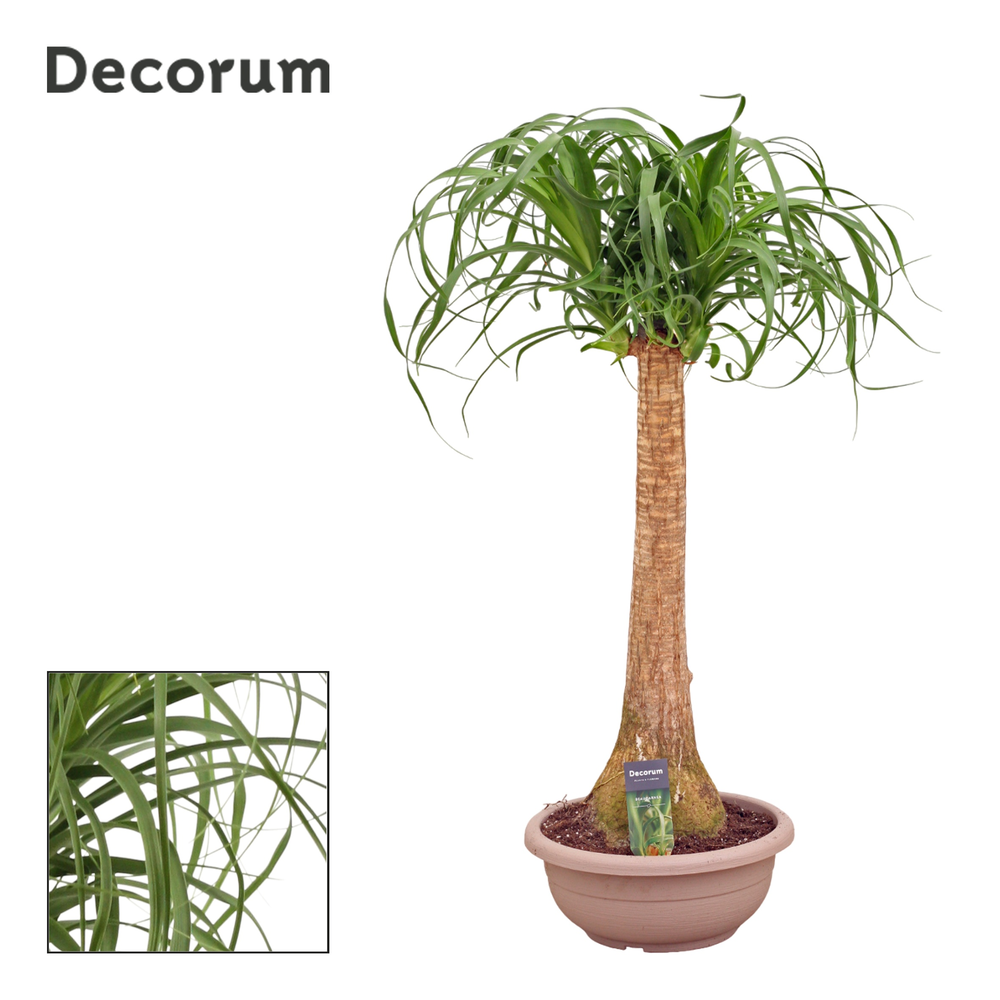 Beaucarnea recht compact 30 cm (Decorum).