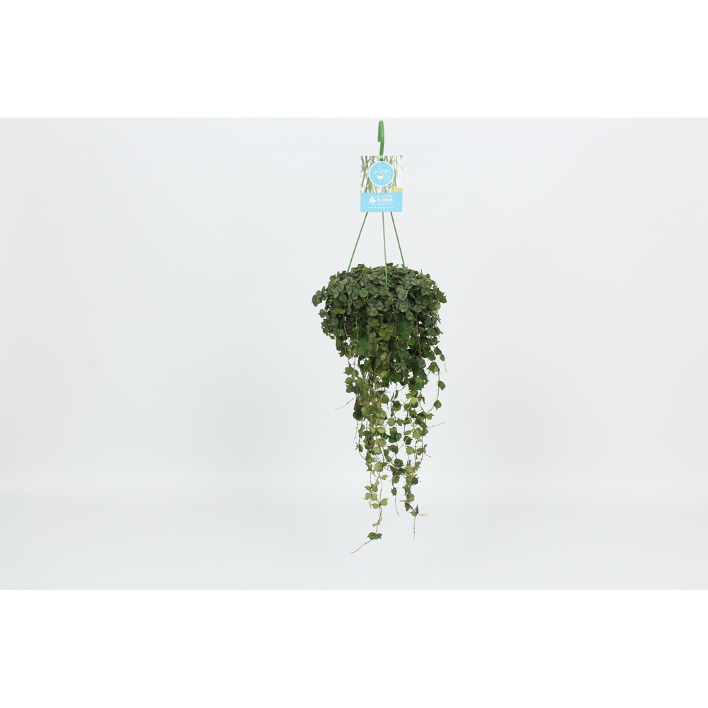 Hangongreen Hoya Curtisii 14 cm.