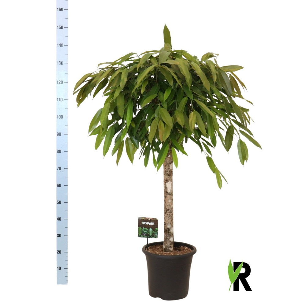 Ficus binnendijkii Amstel King op stam.