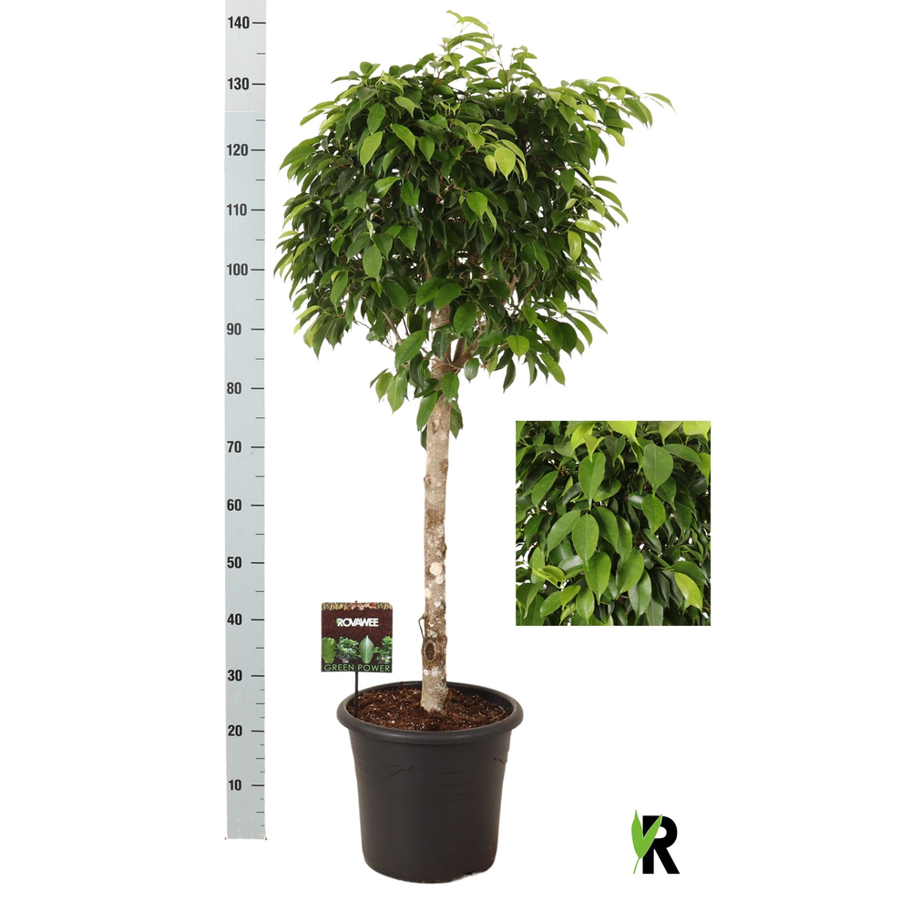 Ficus benj.Columnar op stam in sierpot.