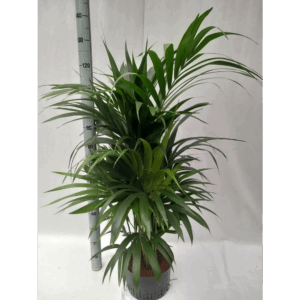 howea hydro.