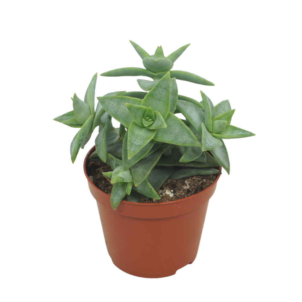 Crassula perforata pagoda 8,5 cm.