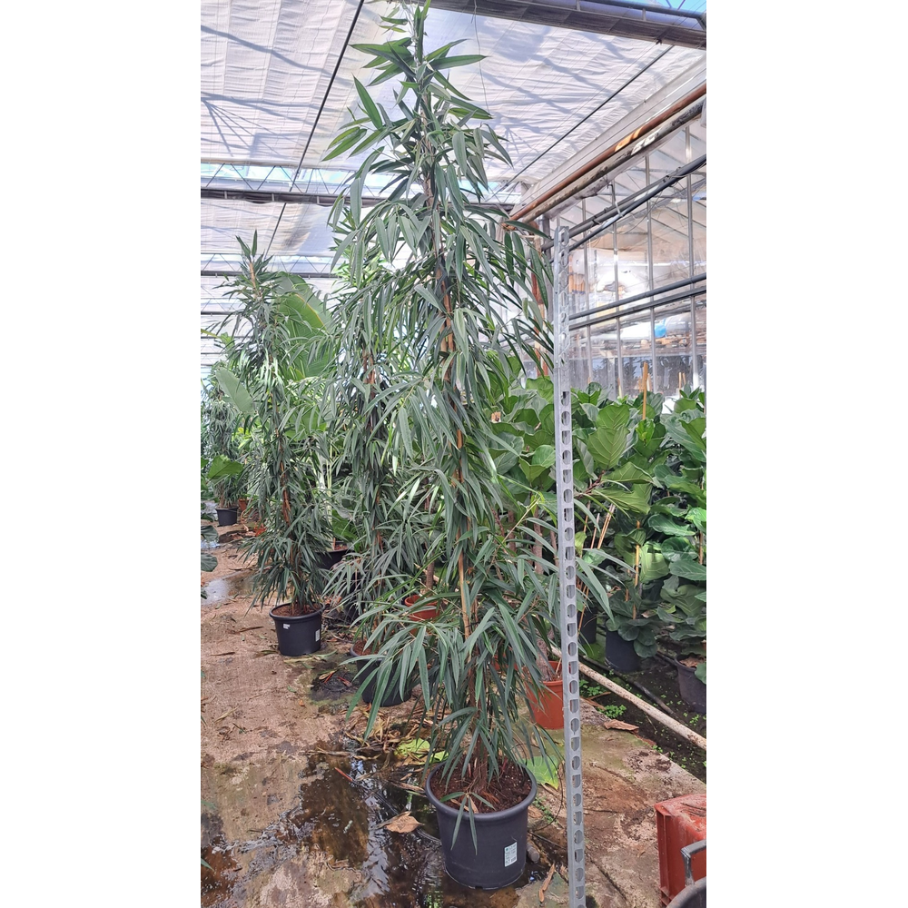 Ficus Alii piramide 350.