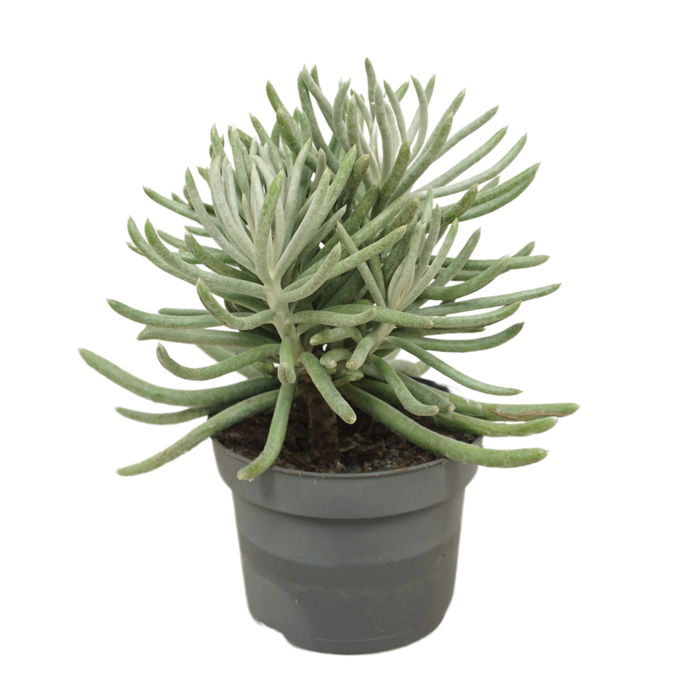 Senecio scaposus 13 cm.