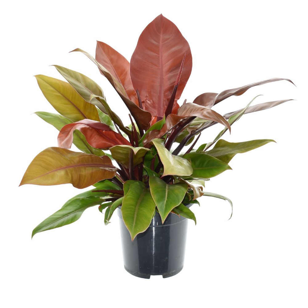 Philodendron Prince of Orange.
