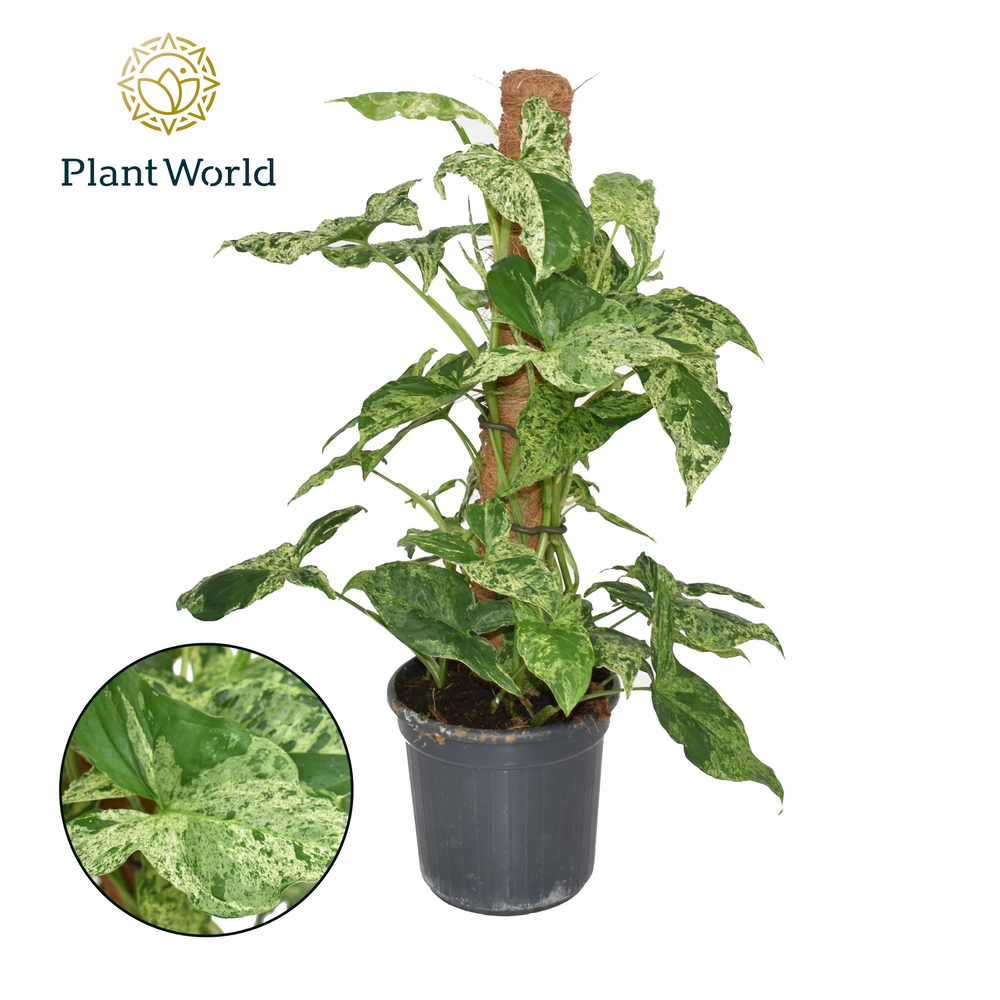 Syngonium Mottled Mosstok.