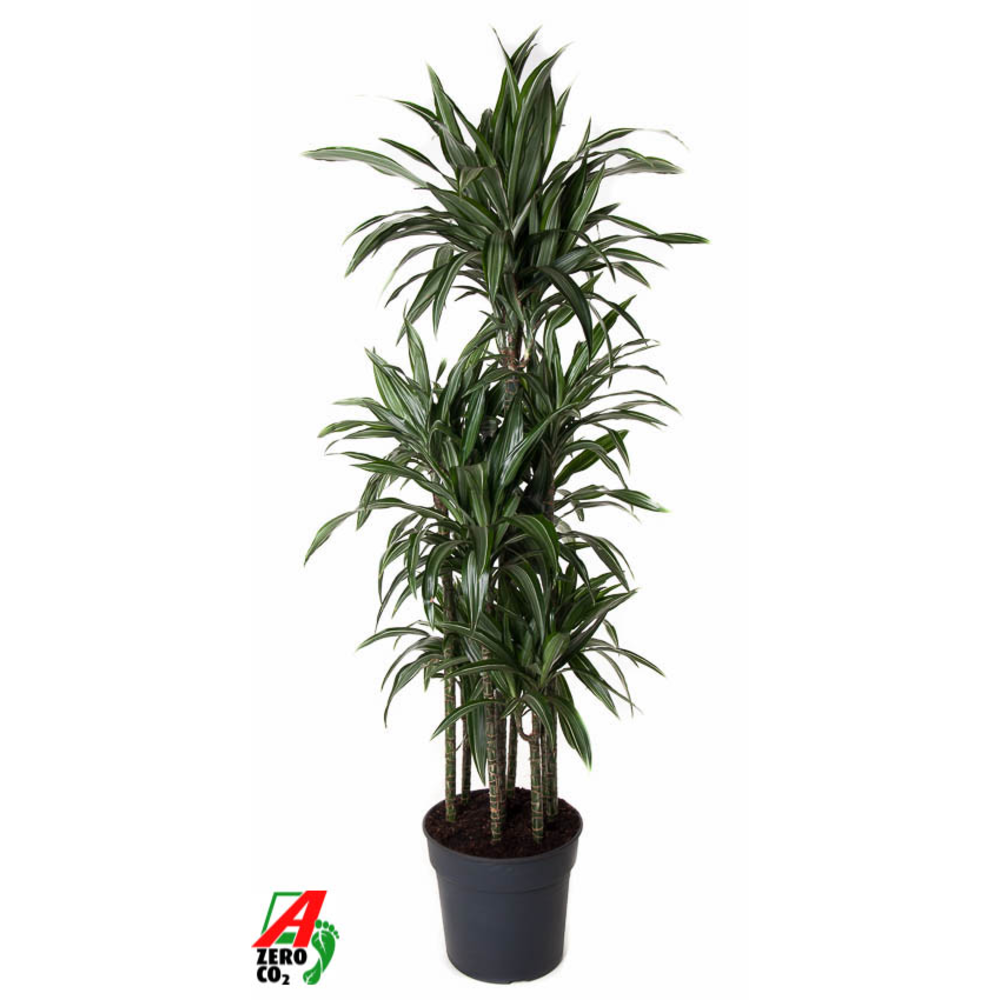 Dracaena Ulises 120-carrousel.