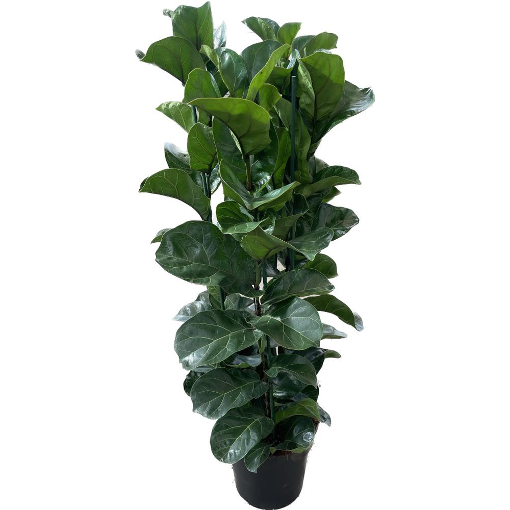 Ficus lyrata "Bambino" p30 4pp 150+cm.
