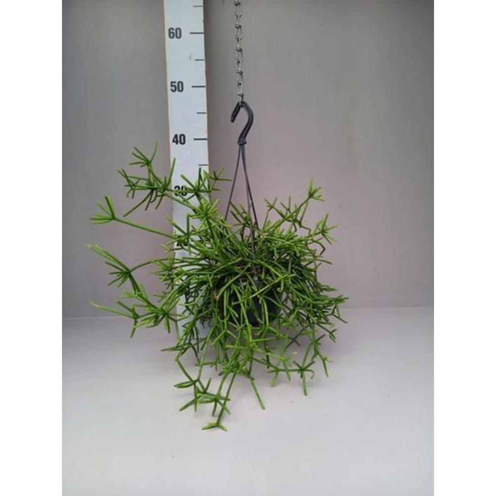 Rhipsalis prismatica grof.