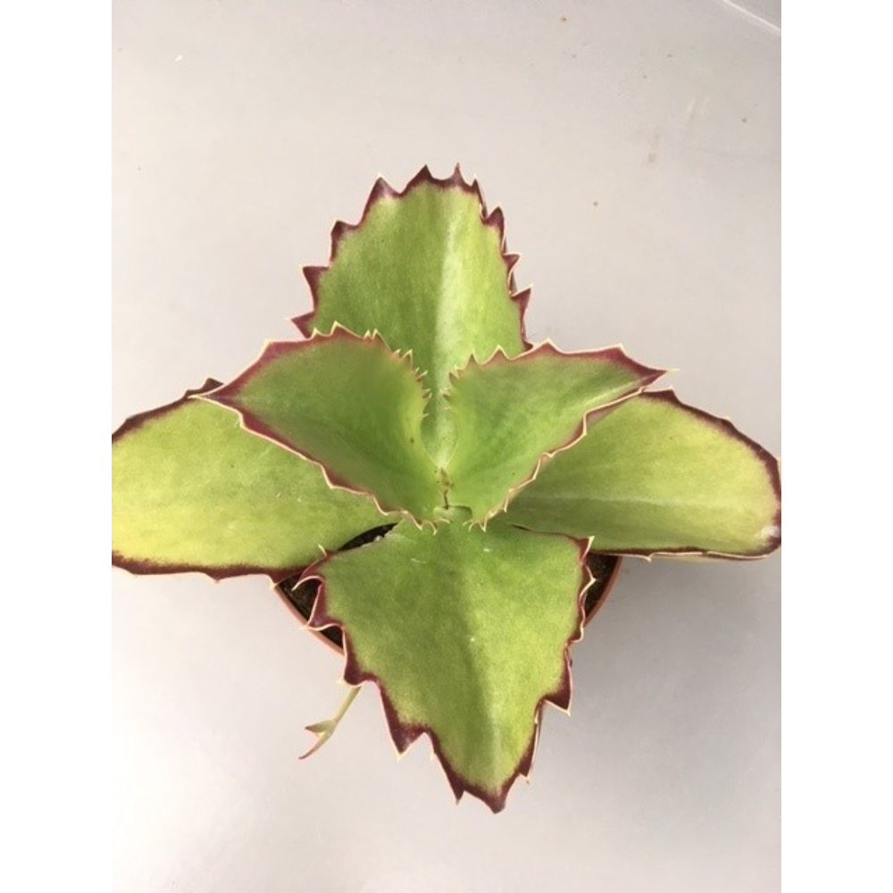 Kalanchoe synsepala.