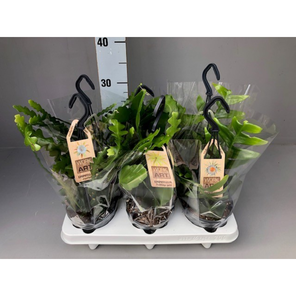 Epiphyllum mix hang 12.