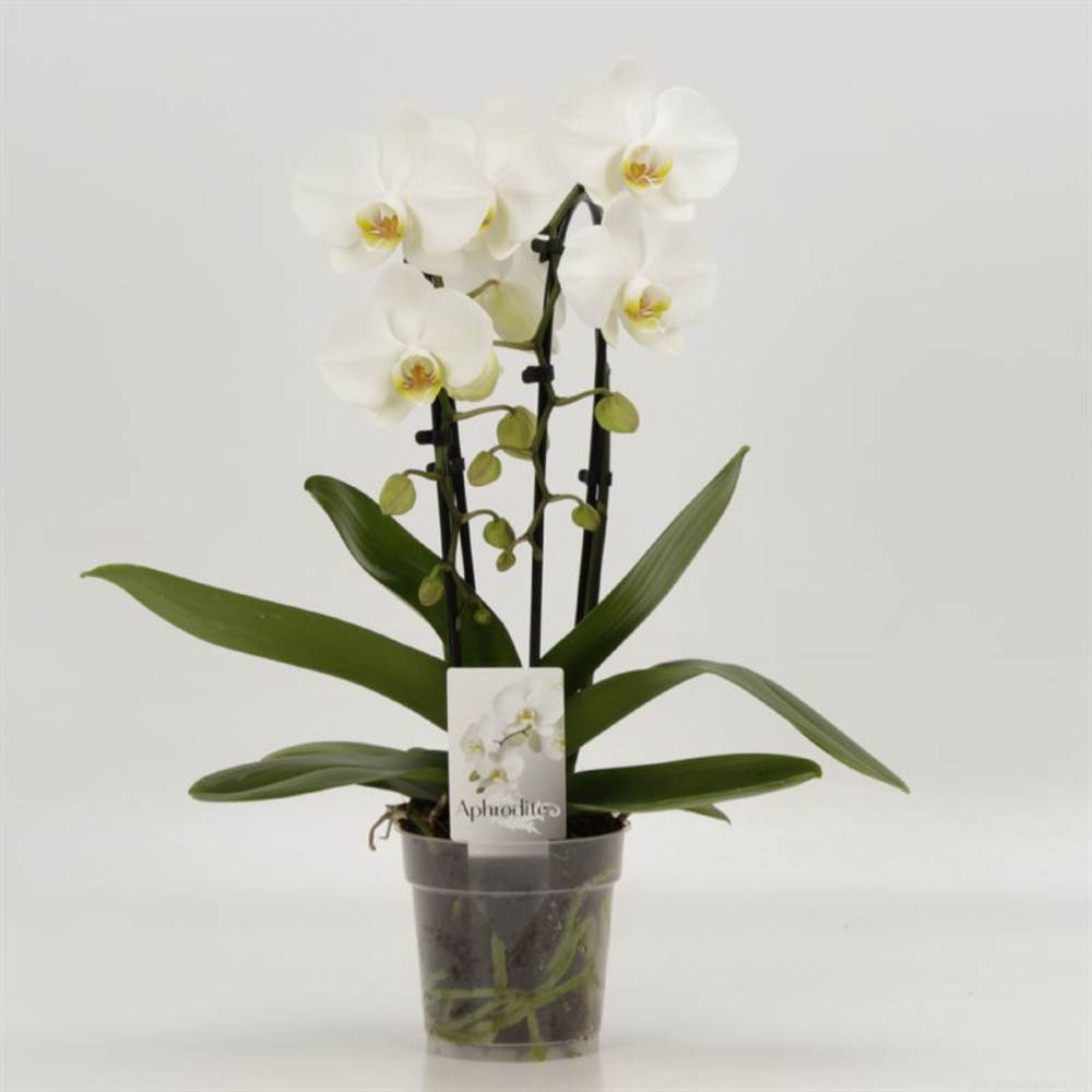 Phalaenopsis Elegant Cascade Duoboga Wit.